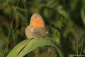 Coenonympha pamphilus (Küçük Zıpzıp Perisi)